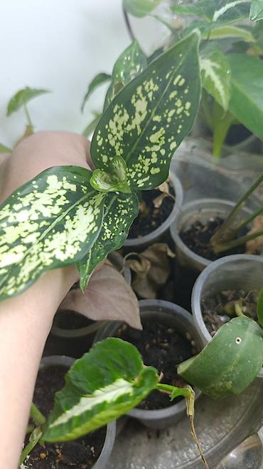 Драцены и Сансевиерии: Драцена (разные виды, в горшках) находится в Кара Балте - Эффектные — 3