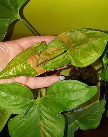 Другие комнатные растения: Продам комнатные цветы, в хорошем грунте, не тепличные, ухоженные — 9