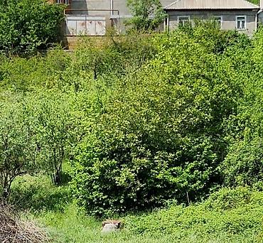 barda: 3 otaqlı, 270 kv. m, Kredit yoxdur, Orta təmir — 7