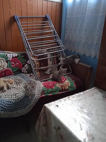 Кошки: Отдадим котят в добрые руки бесплатно! Котятам около месяца, возможно — 1