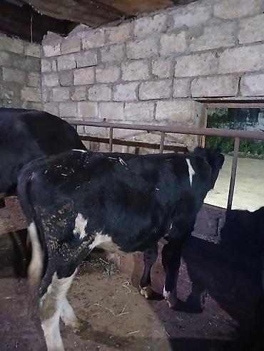 Satılır: dana/coluq heyvanlar - Növ: iri buynuzlu heyvanlar (dana) -