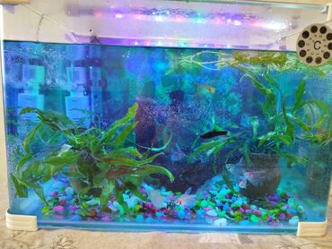 akvaryum: Dördbucaq akvarium, Balıqlarla birlikdə, 20 l