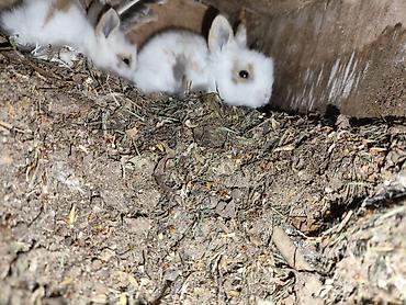 Dovşanlar: Karlik bala dovşanlar bala dovşanlar satılır dovşanlar dovşan — 2