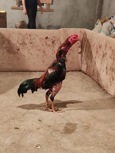 Mal-qara: Xoruz, Heyratı, il: 1