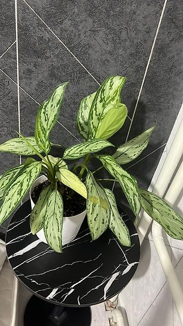 Лилии: Кливия (Clivia miniata) в горшке - Эффектное комнатное растение с — 9