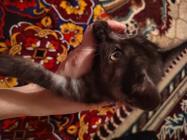 британская золотая шиншилла: Кошка даром: Экзотическая, Девочка