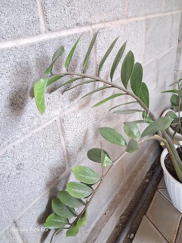 Комнатные растения в горшках: - Шефлера (Schefflera arboricola) lalafo.kg да — 2 Комнатные растения в горшках: - Шефлера (Schefflera arboricola) — 2