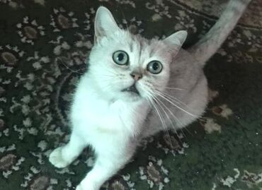 сибирская черно белая кошка: Скотиш Страйт (Шотландская прямоухая), 3 года, Девочка, Серебристая шиншилла, Приучена к лотку