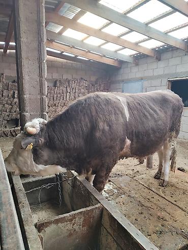 Коровы, быки: Продаю | Бык (самец) | Герефорд | Для разведения | Привязанные — 2