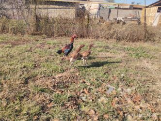 дома на продажу в бишкеке: Продаю даканы две курицы один петух за троих 6500