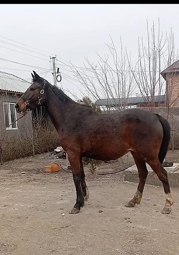 Лошади, кони: Продаю | Кобыла (самка) | Английская | Конный спорт | Племенные — 11