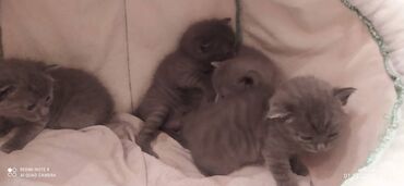 Pişiklər: Britan, Erkək, Dişi — 6