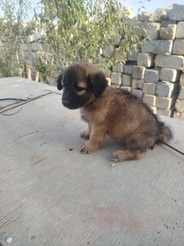 itlər zvanok: Zvonok, 2 ay, Dişi