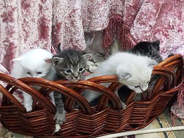 Продажа кошек: Очаровательные однамесячные котята из одного помёта отдам в добрые — 1