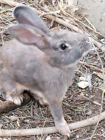 Dovşanlar: 🐰 Dovşanlar satılır! 🐰 Sağlam və baxımlı dovşanlar satışdadır. ❤️ — 4
