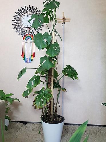 Монстеры: Продаются комнатные растения. Выращенные в домашних условиях и — 5