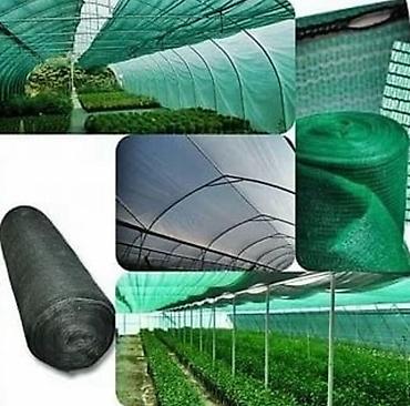 Other garden flower saplings & seedlings: Оптом и в розницу — 3