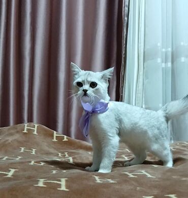 во сколько стерилизовать кошку: Скотиш Страйт (Шотландиялык тик кулактуу), 3 айлык, Ургаачы, Күмүш өңдүү шиншилла, Лотокко барууга үйрөтүлгөн, Курттардан тазаланган, Эмделген