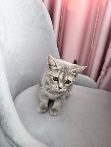 Кошки: Boz rəngli, qısa tüklü ev pişiyi. Şirin və mehriban xarakterli, sakit — 4