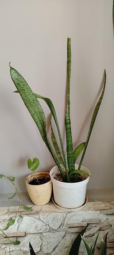 otaq arakesmeleri: Sansevieria (Qayın dilı / “Snake Plant”) – dekorativ otaq bitkisi - — 1