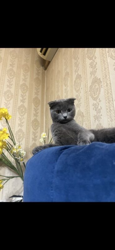 Pişiklər: Şotland — 6