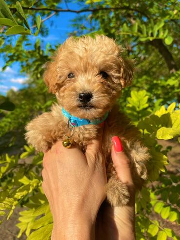 Psi: Odgajivacnica pasa "Happy Puppies" ima u ponudi muzjake patuljaste i — 5