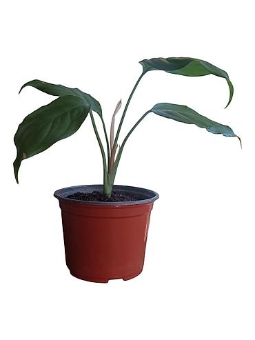 skupljač lišća: Aglaonema modestum - Sobna biljka sa tamnozelenim, sjajnim listovima — 2