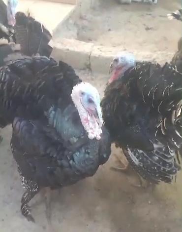 ev sicani: Erkək, Damazlıq — 1