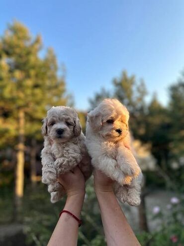 Psi: Maltipoo kucici savrsenog izgleda i genetike FCI 7493 posetite nase — 2
