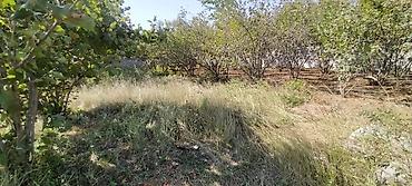 evler zabrat: 10 sot, Mülkiyyətçi, Kupça (Çıxarış) — 1