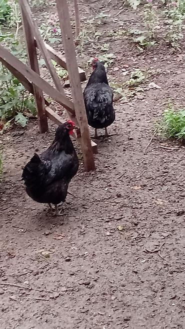bakida cins ineklerin satisi: Toyuq, Australorp, Damazlıq, Ünvandan götürmə — 6