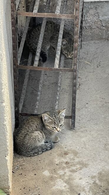 отдам животных в хорошие руки: Кошка даром: Беспородная, Девочка