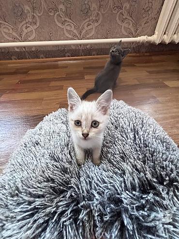 баранина живой: 🐾 **Отдам котят в добрые и заботливые руки!** 🐾 У нас **6 котят** — — 6
