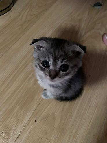Скотиш Фолд (Шотландская вислоухая), 1 месяц, Мальчик, Приучена к лотку