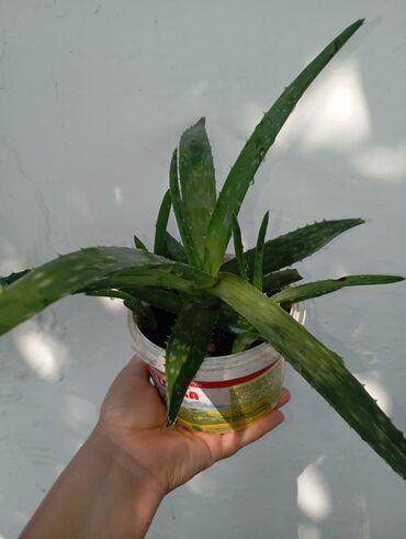чайник прозрачный: Алоэ (Aloe vera) в горшке. - Компактное комнатное растение с сочными