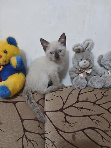 котята сиамские купить: Сиамская, 2 месяца, Мальчик, Биколор — 4