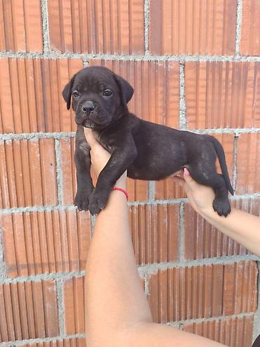 Psi: Cane Corso štenci šampionskog porekla! Tražite moćnog čuvara i odanog na lalafo.rs — 4 Psi: Cane Corso štenci šampionskog porekla! Tražite moćnog čuvara i odanog — 4