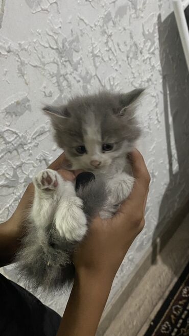 товары для кошек: Котята серо-белого окраса - Возраст: на фото — малыши одного помёта