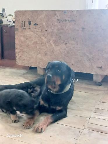 İtlər: Rotveyler, Peyvəndli — 15