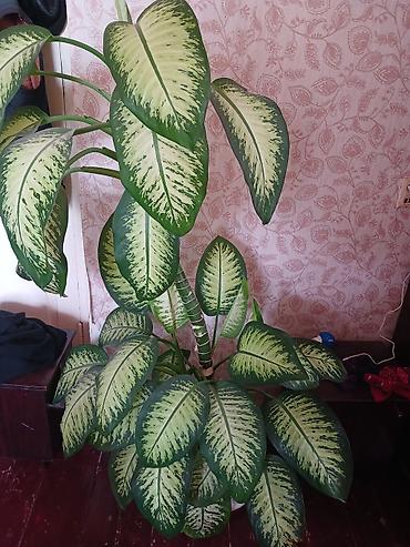 ev bitkisi: Dieffenbachia (tropik dekorativ otaq bitkisi) - Növ: Dieffenbachia — 3