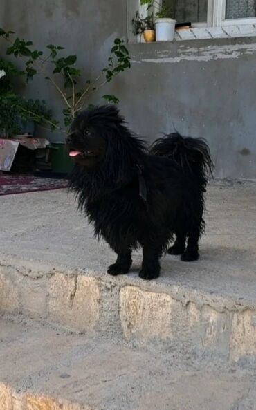 İtlər: Pekines, 10 ay, Erkek