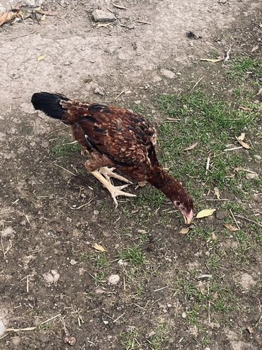 Cücələr: Toyuq cücələri, Damazlıq — 9