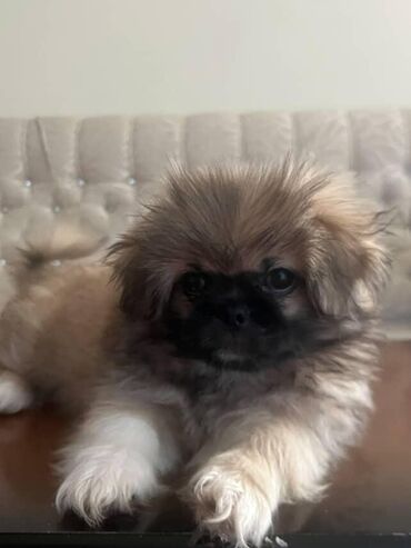 İtlər: Pekines, 3 ay, Dişi, Ünvandan götürmə