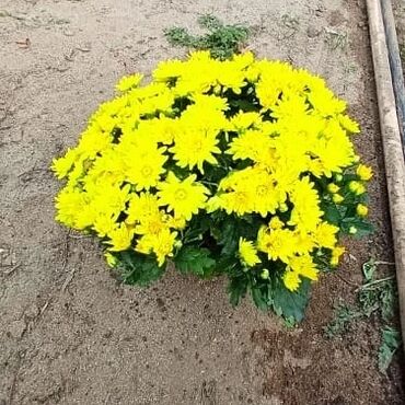 Otaq bitkiləri: Xrizantema payızgüllərinin topdan və pərakəndə satışı. Qiymətlər — 4