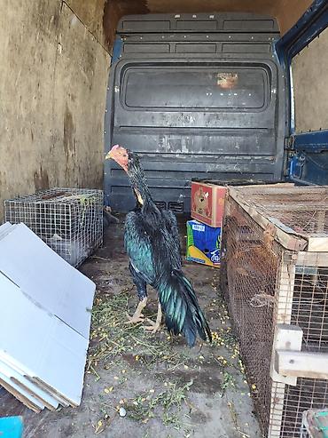 Куры, петухи: Продаю | Петух | Бойцовая, Дакан | Для боев — 3