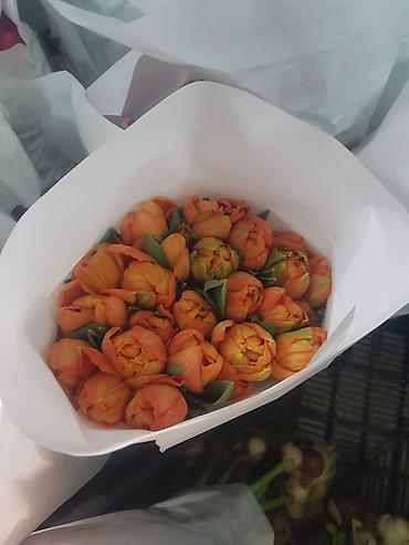 Букеты из живых цветов: Тюльпаны с луковицей — ассортименты цветов и сортов оптом на 8 - марта — 17