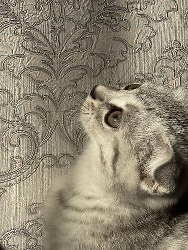 американская короткошёрстная кошка купить: Шотландский вислоухий котёнок (Scottish Fold) - Окрас: серебристый — 2