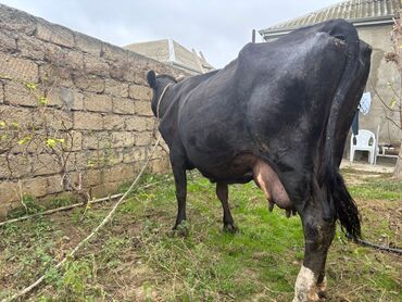 sağmal inek: İnek 13 14 litr süd verir. Sağlam heyvandı. Maştağadadi