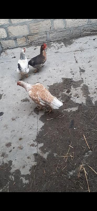 Toyuqlar: Toyuq, Yumurtalıq, Ödənişli çatdırılma — 6