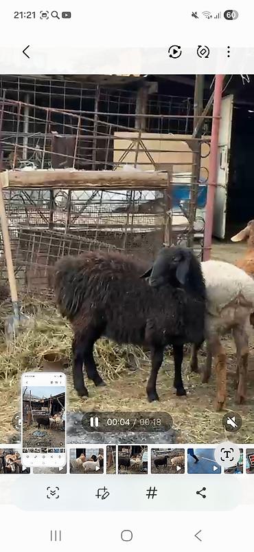 Баран, овца: Продаю | Баран (самец) | Полукровка | Для разведения | Племенные, Осеменитель — 7